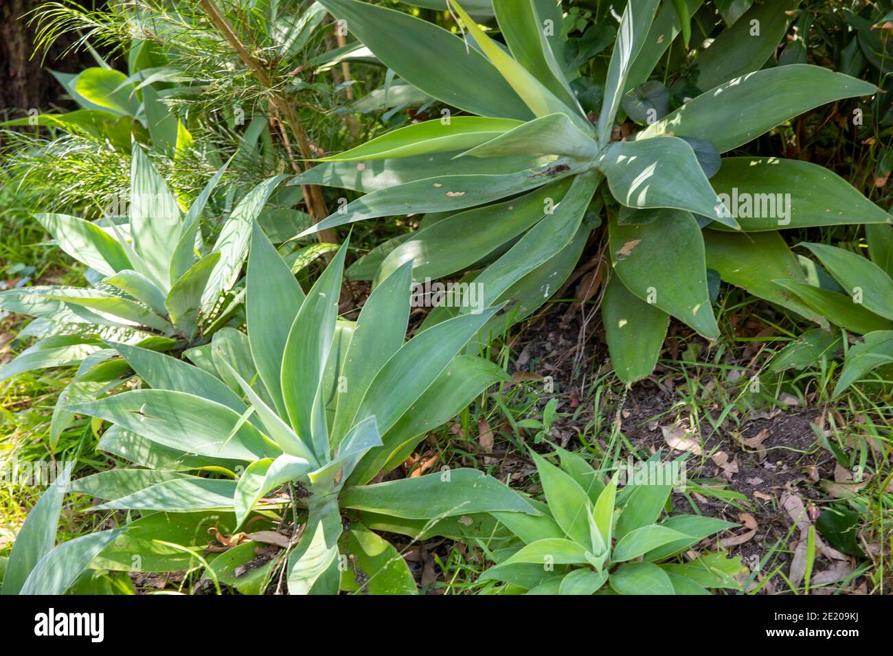 Agave attenuata piante in un giardino costiero di Sydney conosciuto anche come agave di foxtail o agave di collo di cigni o agave di coda di leoni, nativo del Messico Foto Stock