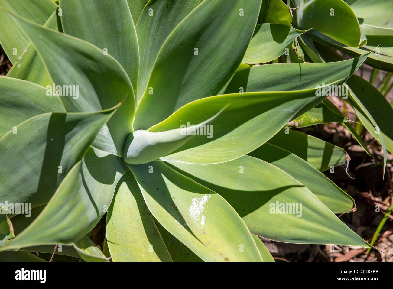 Agave attenuata pianta succulente originaria del Messico visto qui crescere In un giardino di Sydney in estate, Australia Foto Stock