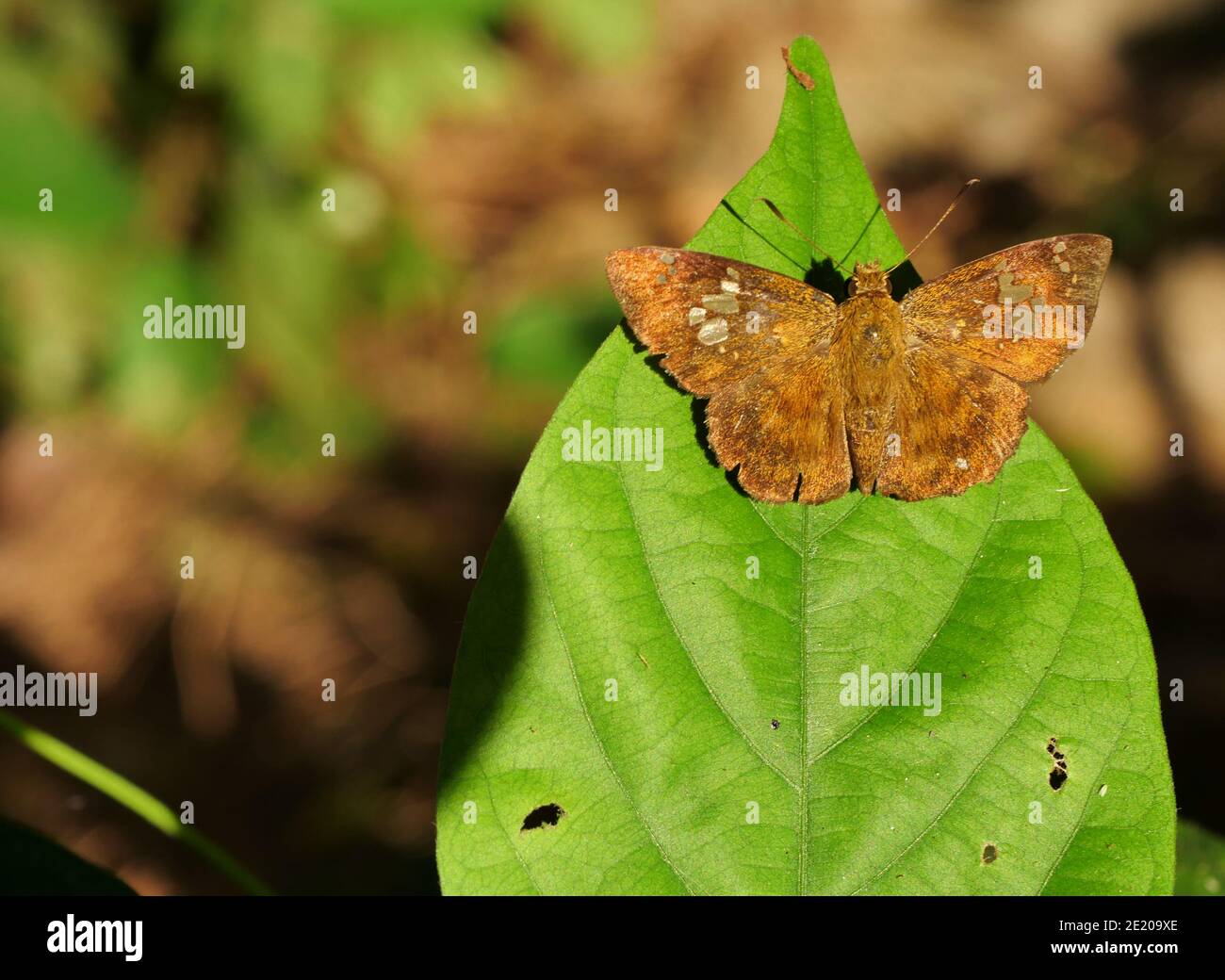 Fulvous Pied Flat ( Pseudocoladenia dan ) farfalla su foglia con fondo naturale di falda, disegno astratto verde sulle ali di insetto piene di capelli marroni Foto Stock