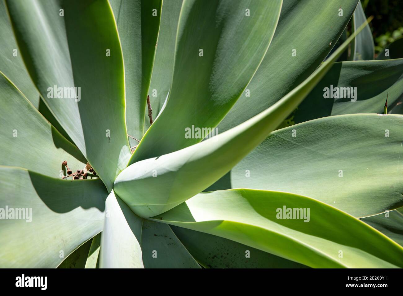 Agave attenuata pianta succulente originaria del Messico visto qui crescere In un giardino di Sydney in estate, Australia Foto Stock