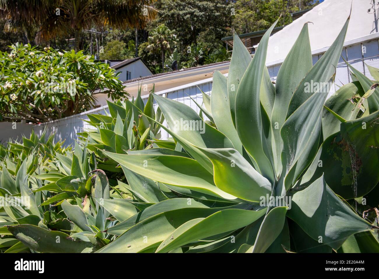 Succulente agave attenuata piante in un giardino di Sydney, queste agave sono native di Messico, Sydney, Australia Foto Stock