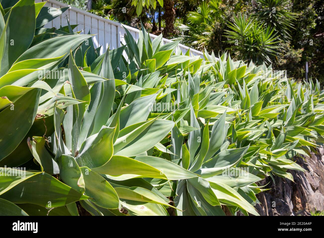 Agave attenuata piante che crescono in un giardino di Sydney, pianta nativa del Messico conosciuta anche come coda di leone foxtail o cigno agave collo Foto Stock