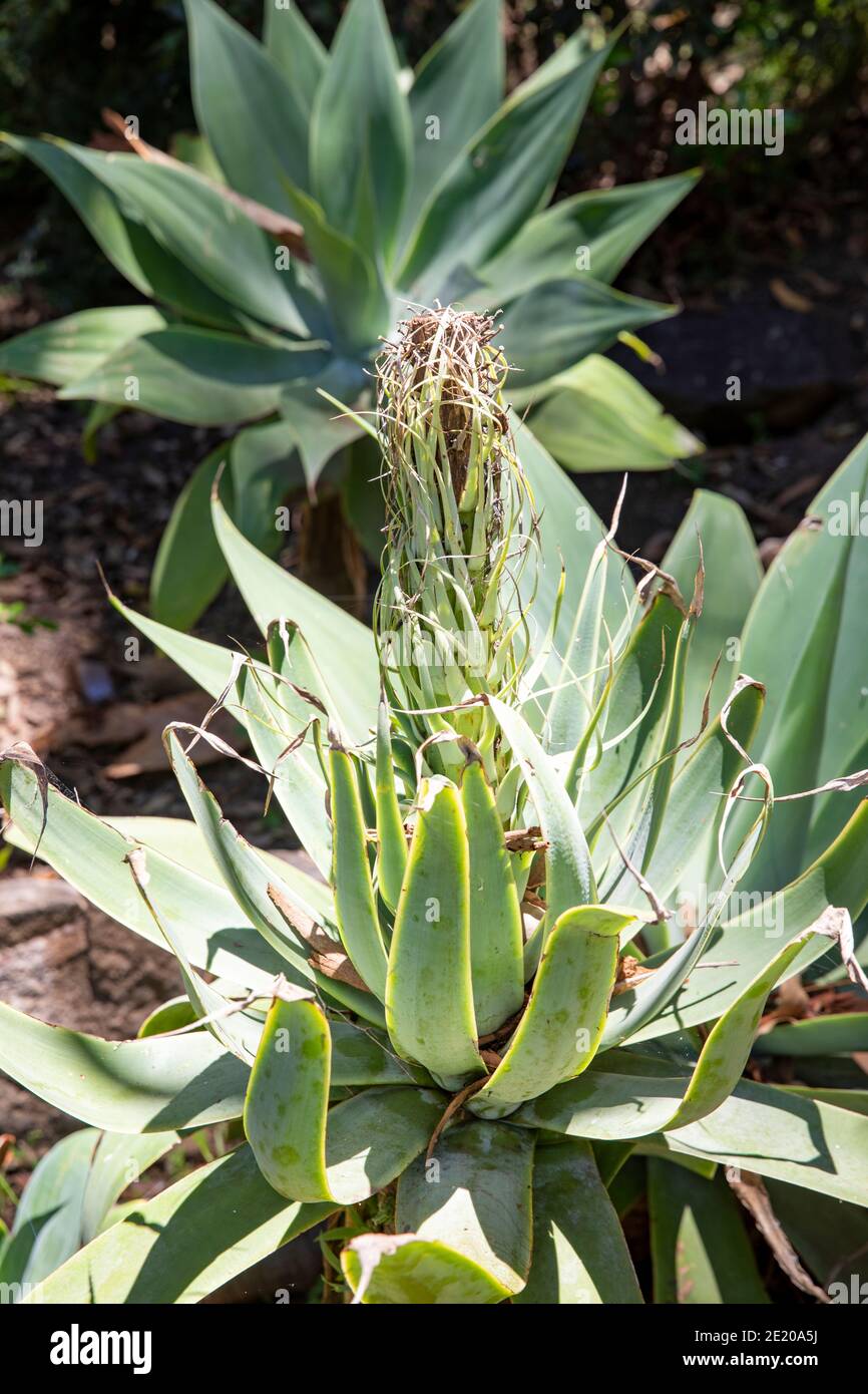 Agave attenuata piante con fiore in un giardino di Sydney, NSW, Australia Foto Stock