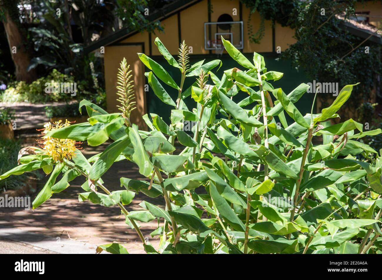 Kahili Ginger pianta Hedychium gardnerianum in giardino australiano con fiori gialli, estate giorno, Sydney, Australia Foto Stock