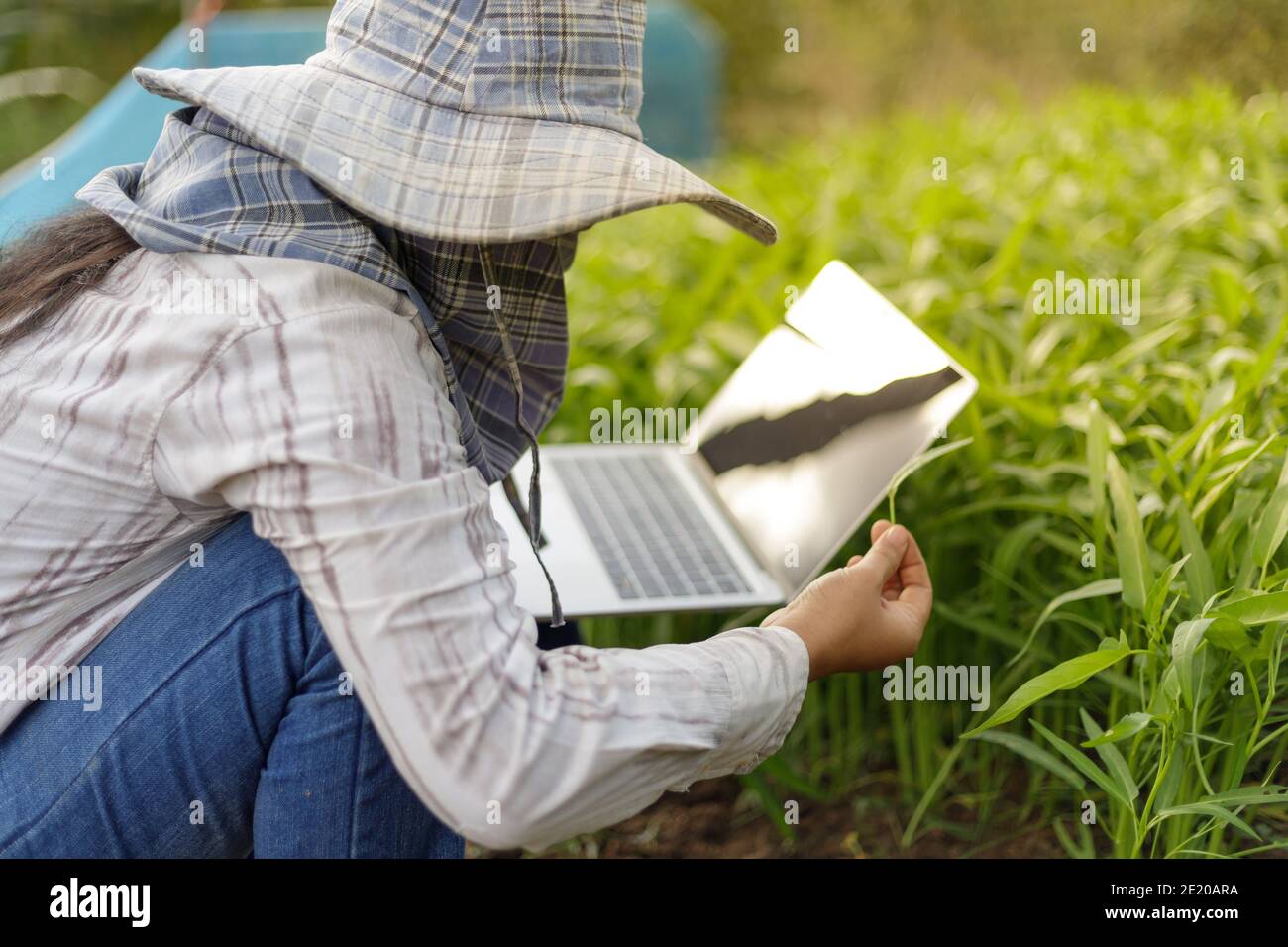 L'agricoltore thailandese sta utilizzando un computer portatile in una fresca fattoria di ortaggi mattina gloria, cibo sano biologico e concetto di tecnologia, selezionare focus dept poco profondo Foto Stock