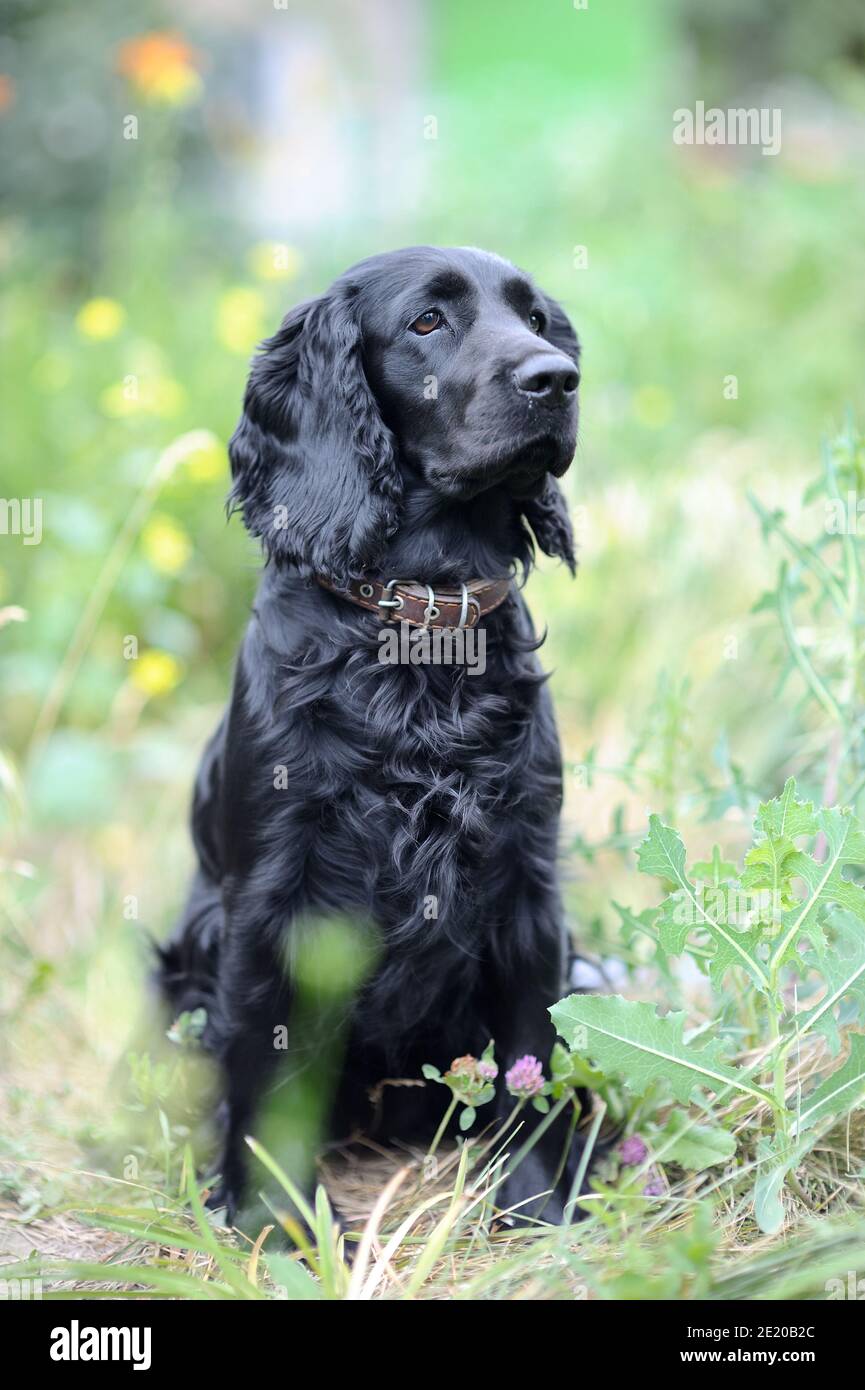 Ritratto di spaniel nero Foto Stock