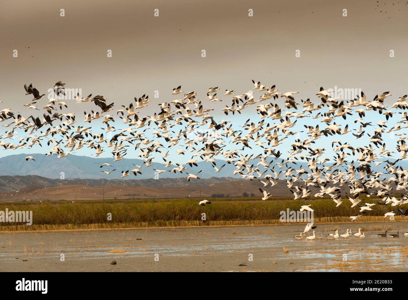 Uccelli migratori in volo, la Valle di Sacramento della California, Stati Uniti Foto Stock