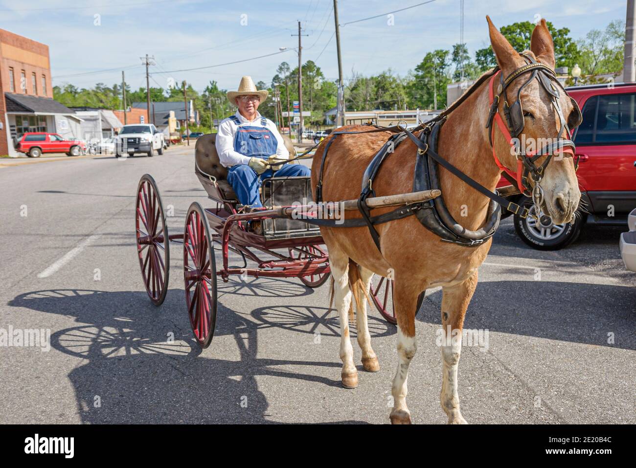 Alabama Monroeville Courthouse Square mulle trainato in carrozza, conducente senior che offre giostre, Foto Stock