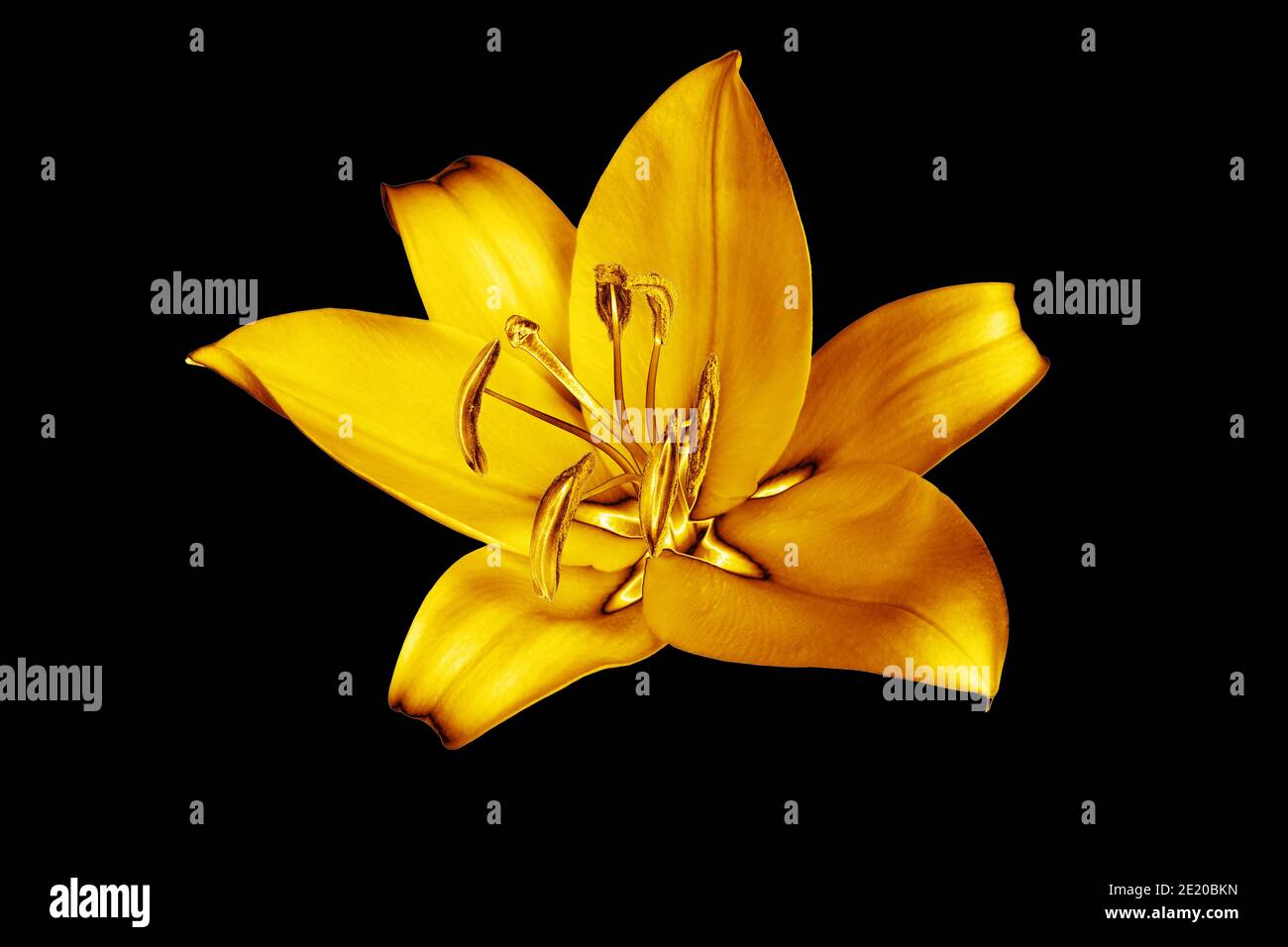 Un giglio dorato sfondo nero isolato primo piano, bello oro singolo lilly su scuro, giallo lucido motivo floreale metallico, elemento di design Foto Stock