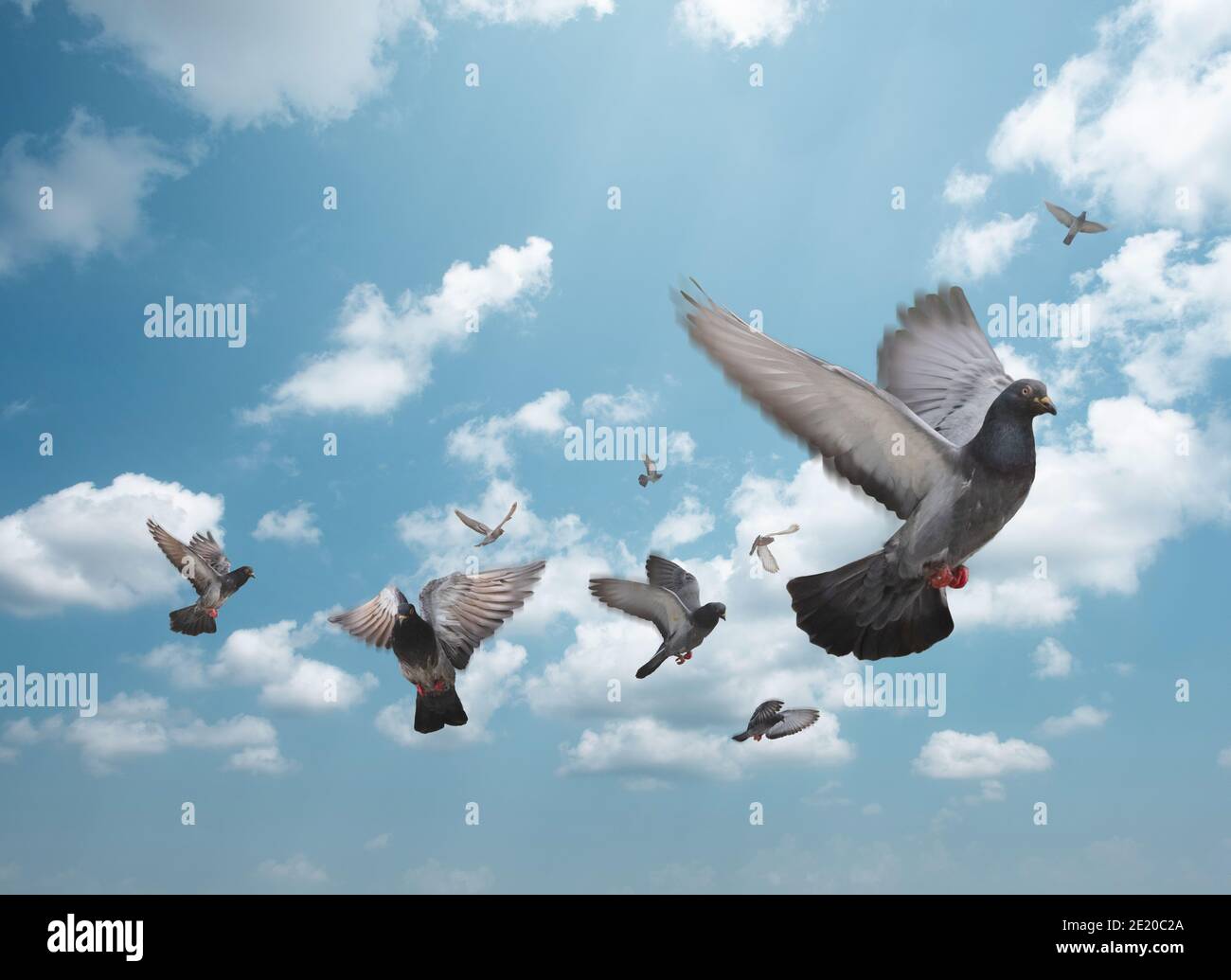 Gregge di uccelli che volano nel cielo. Gregge di piccioni nel cielo blu. Foto Stock