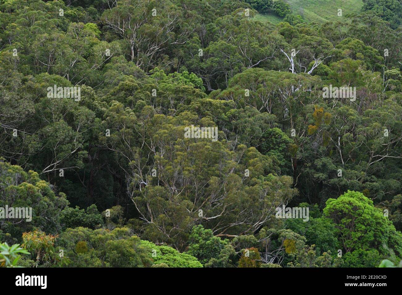 Vista degli alberi boschivi da Point Glorious nel Parco Nazionale di Mapleton, Australia. Foto Stock