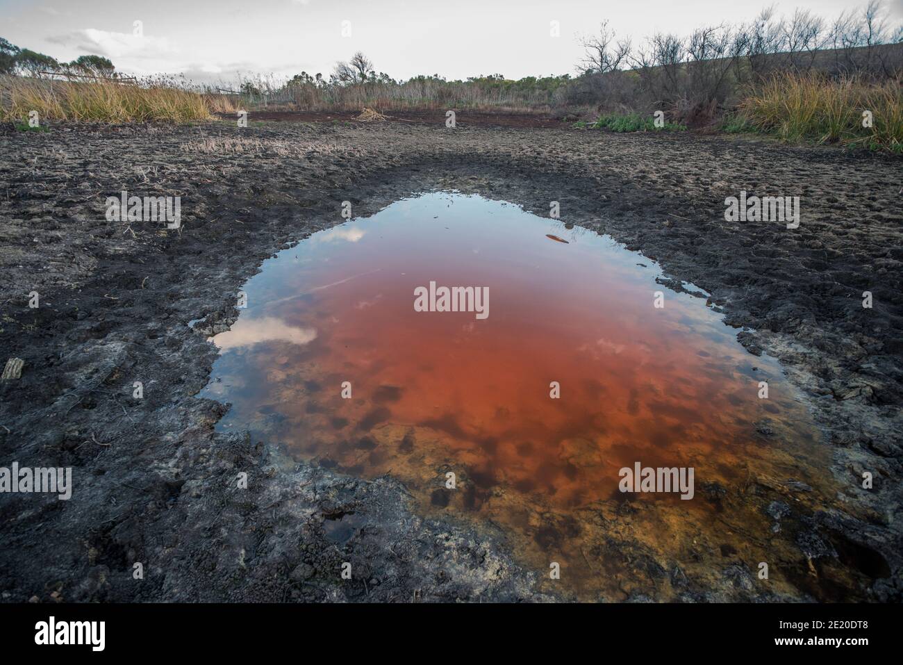 Un laghetto di essiccazione nel parco regionale di Briones, rimane solo un  po' d'acqua ed è stagnante e stranamente arancione forse pieno di batteri  ossidanti del ferro Foto stock - Alamy
