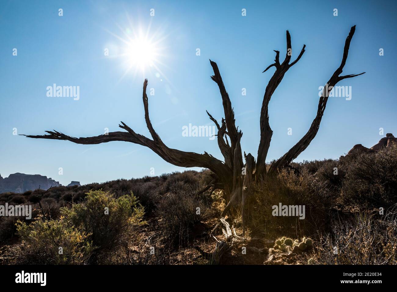 Un vecchio albero morto lungo il sentiero Needles Chesler Park. Canyonland National Park, Utah, Stati Uniti. Foto Stock
