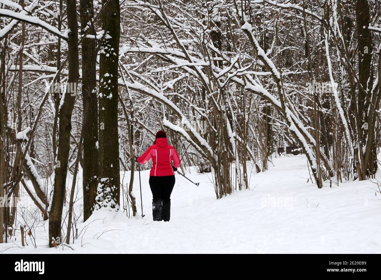 Sciatore donna che cammina nella neve nel parco invernale, vista posteriore. Tempo libero all'aperto, natura dopo la neve Foto Stock