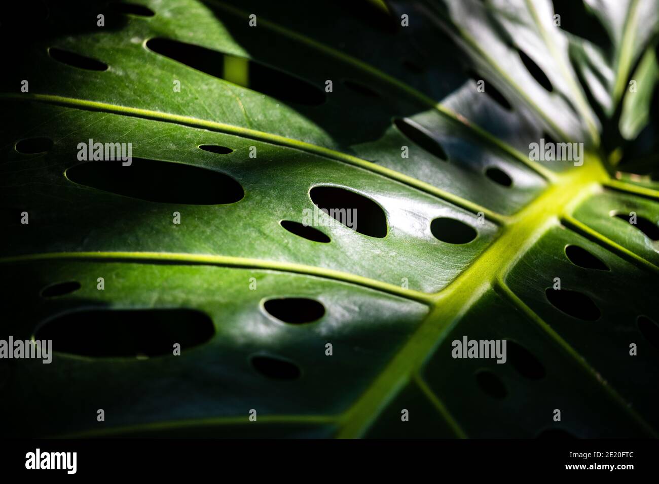 Monstera deliziosa Liebm. O pianta di Herricane, filodendro a foglia doppia, caseificio svizzero, pianta di finestra, primo piano di foglia e luce incidente. Tono scuro i Foto Stock