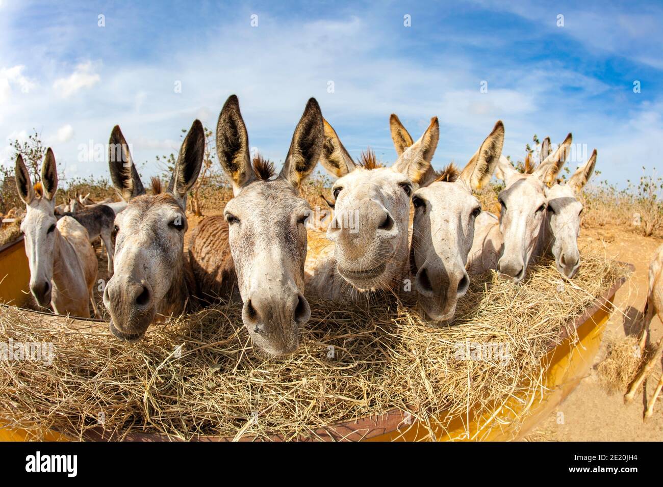 Gli asini selvatici vengono nutriti nel santuario di Kralendijk sull'isola di Bonaire, Antille Olandesi, Caraibi. Foto Stock