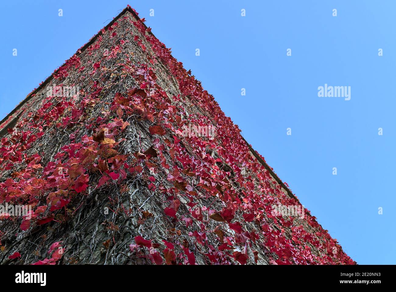Bella vista dal basso di foglie autunnali rosa scuro di edera Helix pianta aggrappata e arrampicata sull'edificio, Dublino, Irlanda. Foglie d'autunno rosa Foto Stock