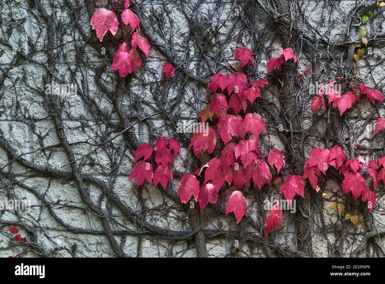 Belle foglie autunnali rosa scuro di edera Helix pianta aggrappata e arrampicata sulla parete di pietra dell'edificio, Dublino, Irlanda. Foglie d'autunno rosa Foto Stock