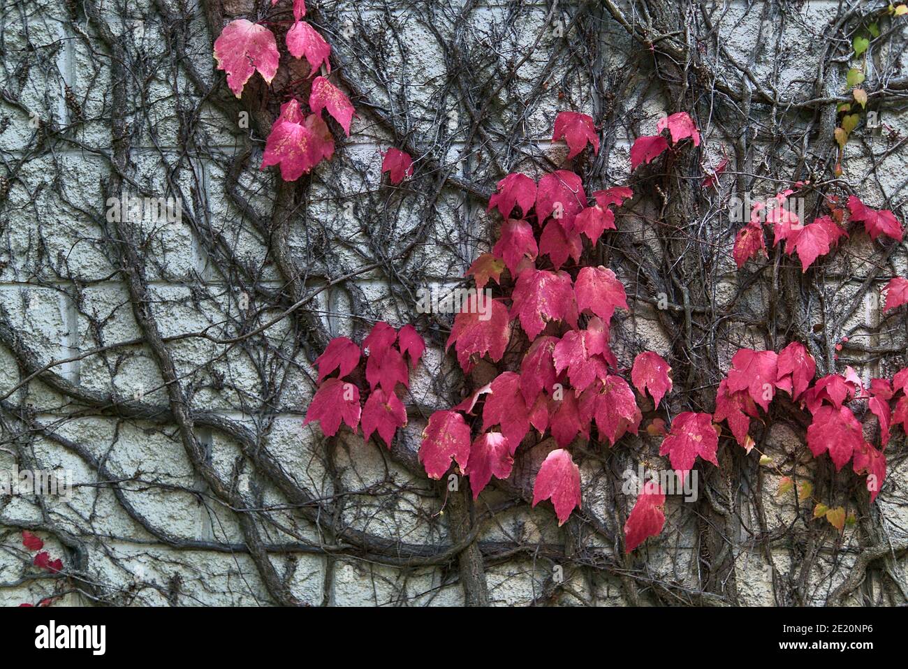 Belle foglie autunnali rosa scuro di edera Helix pianta aggrappata e  arrampicata sulla parete di pietra dell'edificio, Dublino, Irlanda. Foglie  d'autunno rosa Foto stock - Alamy