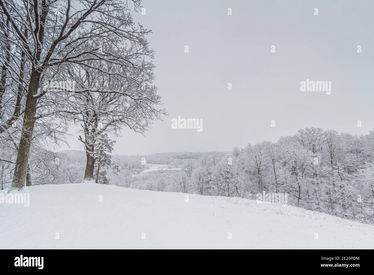 Luminoso paesaggio invernale con alberi innevati Foto Stock