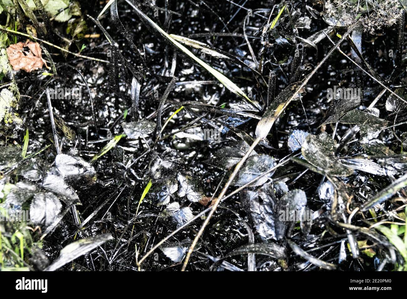 Inquinamento dell'olio motore da erba verde. Problemi ambientali e impatti sulla fauna selvatica Foto Stock