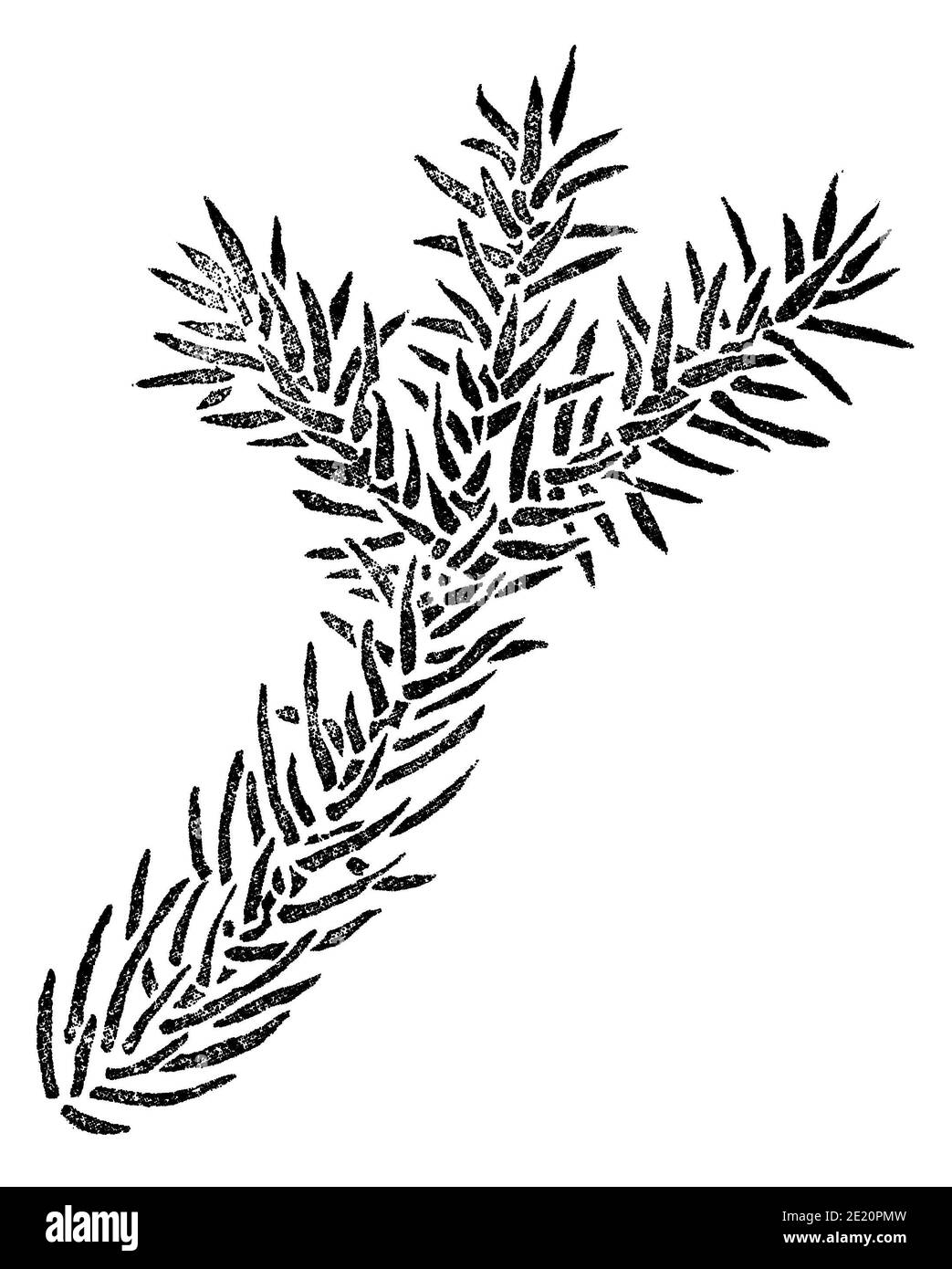 Elemento in abete rosso per design isolato su bianco. Filiale di Picea. Illustrazione botanica disegnata a mano Foto Stock