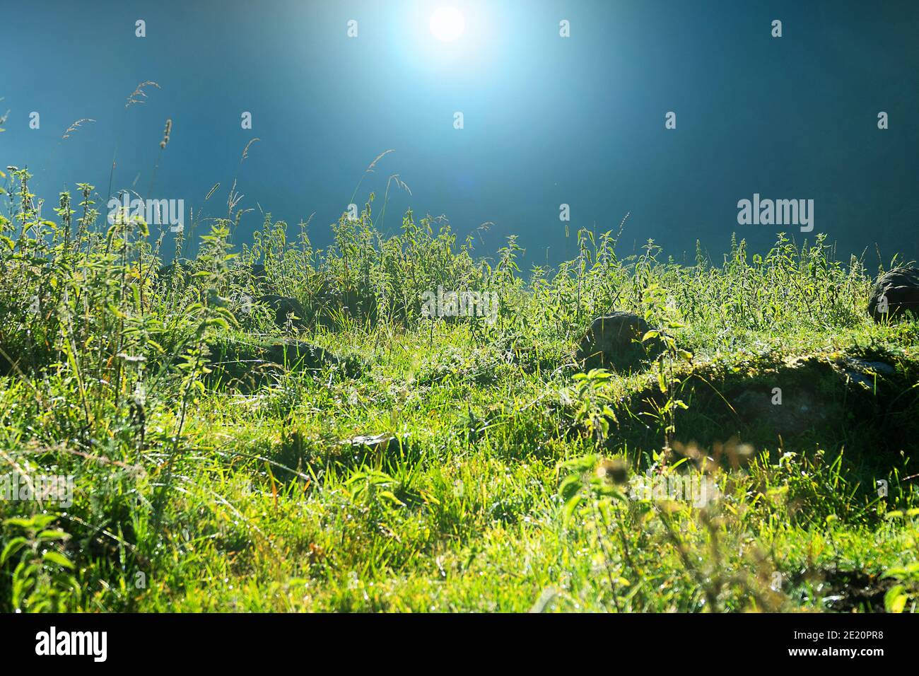 Estate montana europea, pascoli alpini al confine con la fascia forestale. Mattina in prato. In primo piano è il thicket di ortica pungente (Urtica urens). P. Foto Stock