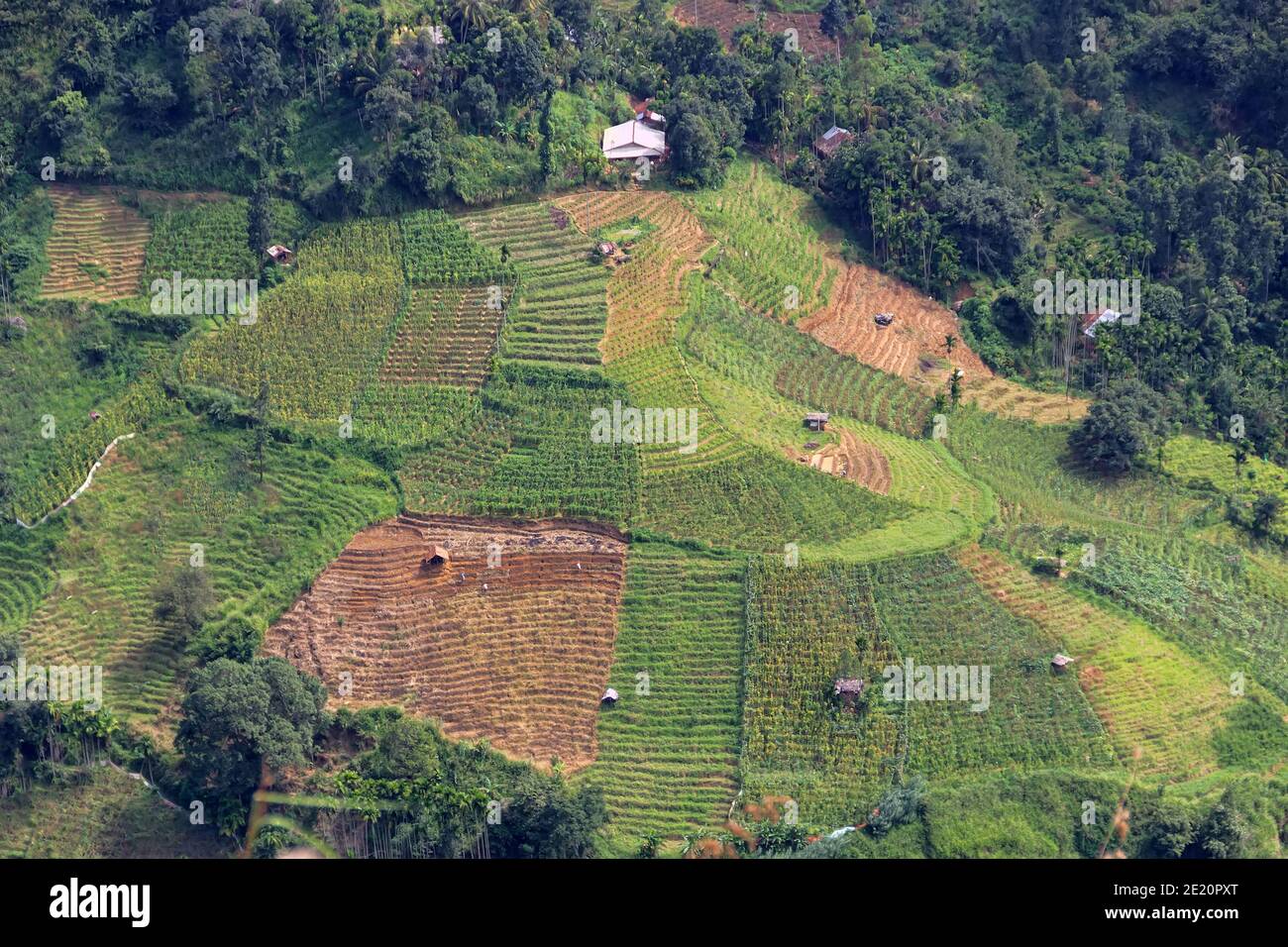 Piantagioni di tè nelle montagne tropicali asiatiche. Vista dall'alto dei cespugli di tè piantati sul pendio e piccole case di coltivatori di tè, fotografia aerea Foto Stock