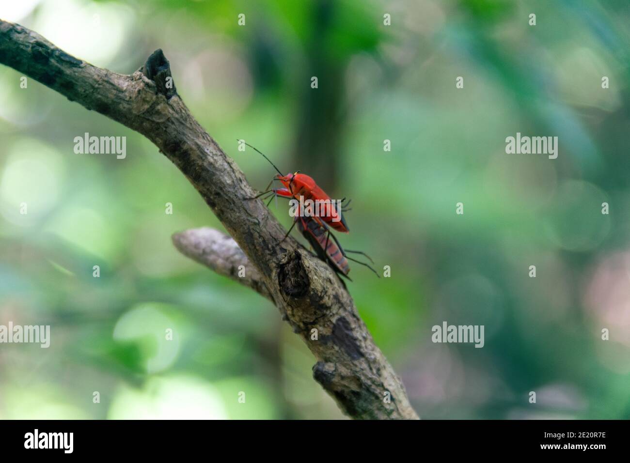 Bug rosso. Bedbugs tropicali predatori in Sri Lanka. Predator e preda Foto Stock