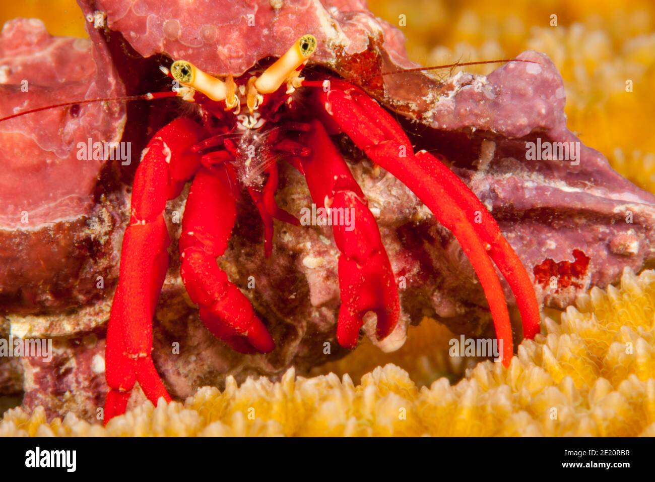 Un aremita di gamba rossa o granchio eremita di gamba scarlatto, Paguristes cadenati, al largo dell'isola di Bonaire nei Caraibi. Foto Stock
