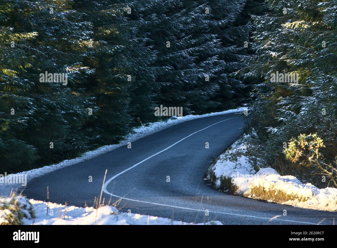 Bella e perfetta strada asfaltata nella foresta invernale a Dublin Panoramic View Point, Killakee, Co. Dublino, Irlanda. Alberi di abete surgelati Foto Stock