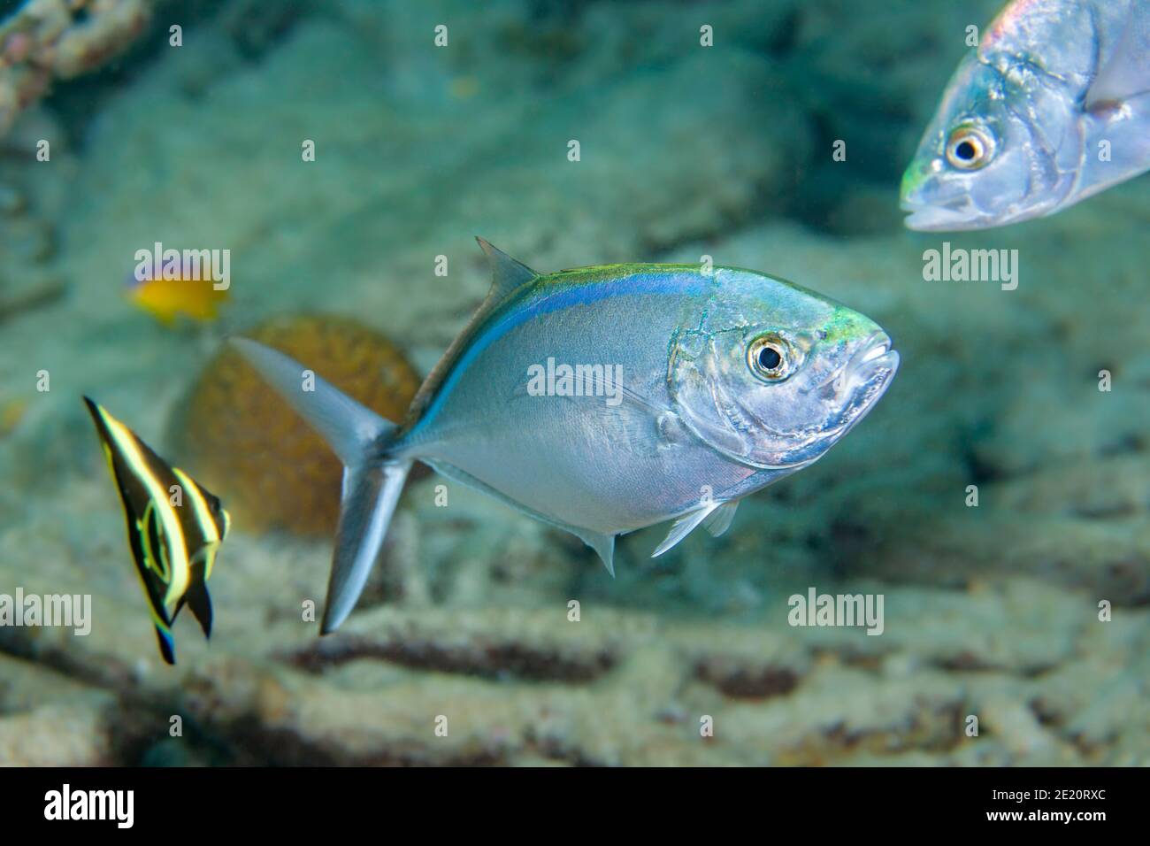 Il barcone, Caranx ruber, è una specie caraibica comune, isola di Bonaire, piccole Antille, ex Antille olandesi, Caraibi. Foto Stock