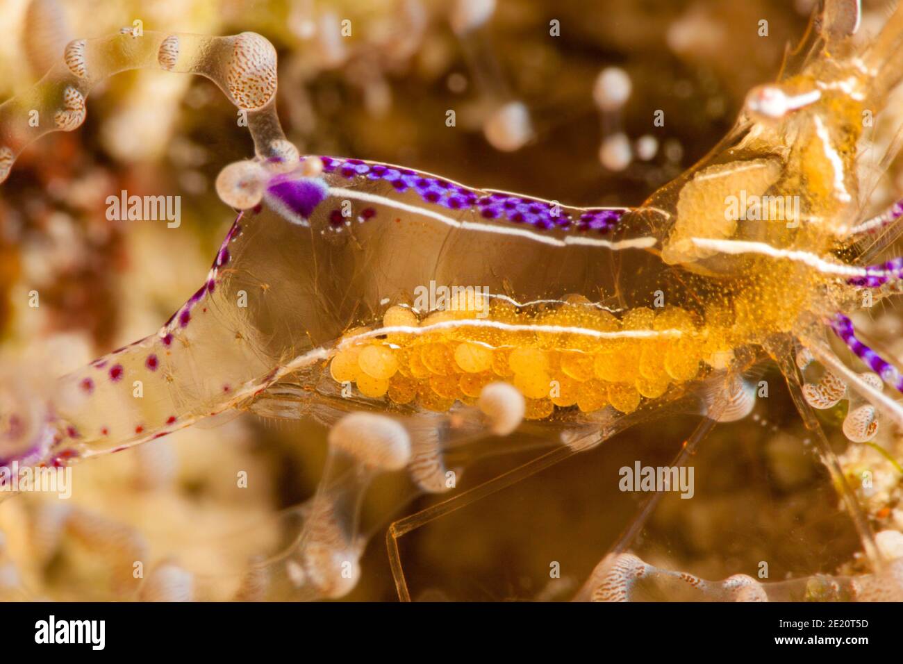 Le uova di questo gamberetto pulitore macchiato, Periclemenes yucatanicus, sono completamente visibili attraverso il corpo trasparente, Bonaire Island, Lesser Antille Foto Stock