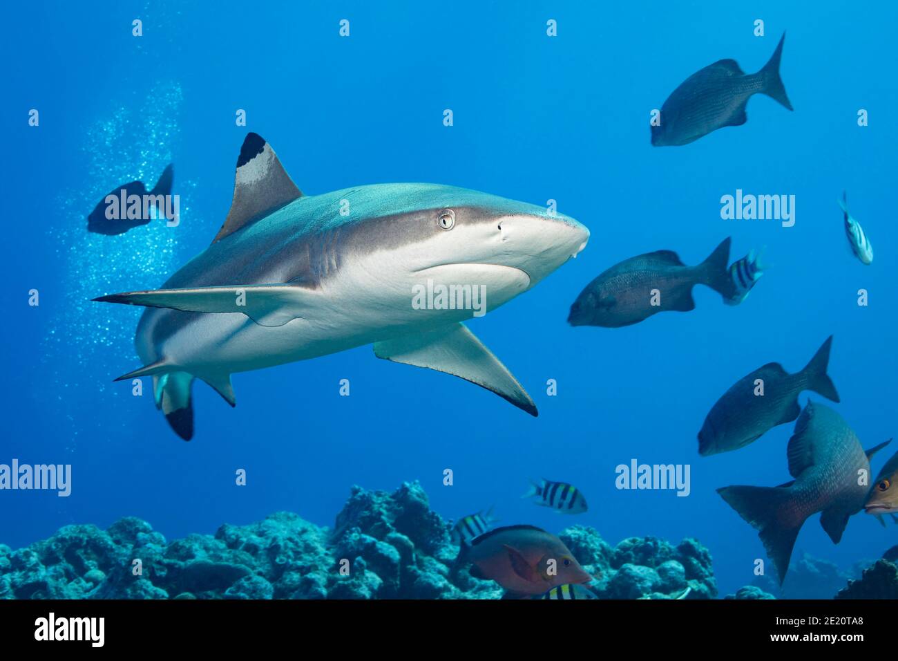 Blacktip reef shark Carcharhinus melanopterus, Yap, Micronesia. Foto Stock