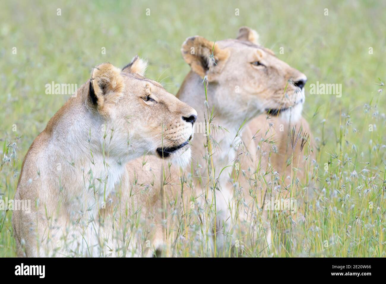 Due Lioness (Panthera leo) insieme nascondendosi in erba e cercando preda sulla savana, Masai Mara, Kenya. Foto Stock