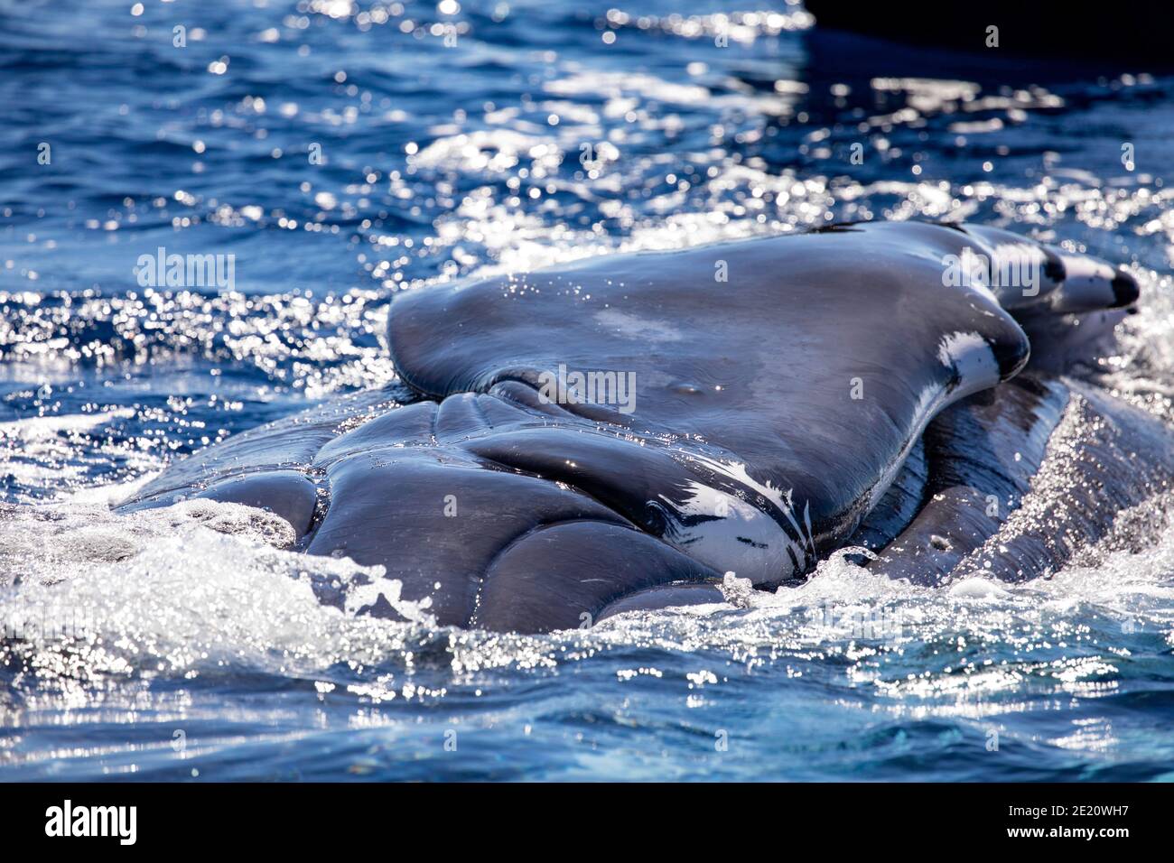 Questa balena si trova sulla superficie con il lato sinistro fuori dall'acqua. La vista è dalla spalla guardando giù la lunghezza della pinna pettorale. HU Foto Stock