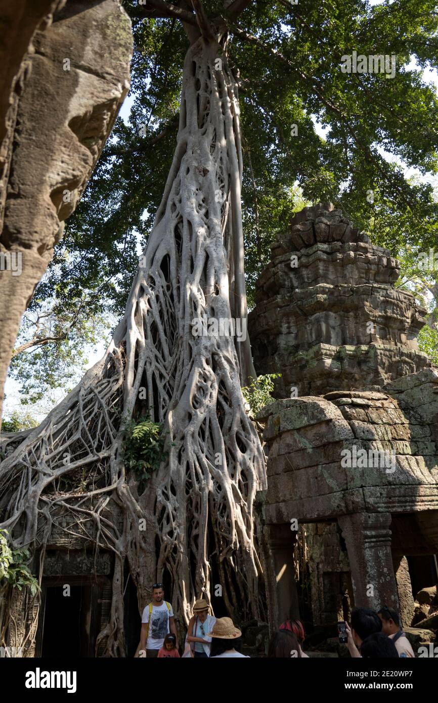 Radici dell'albero che crescono attraverso le pareti di pietra dell'Angkor Templi di Wat Foto Stock