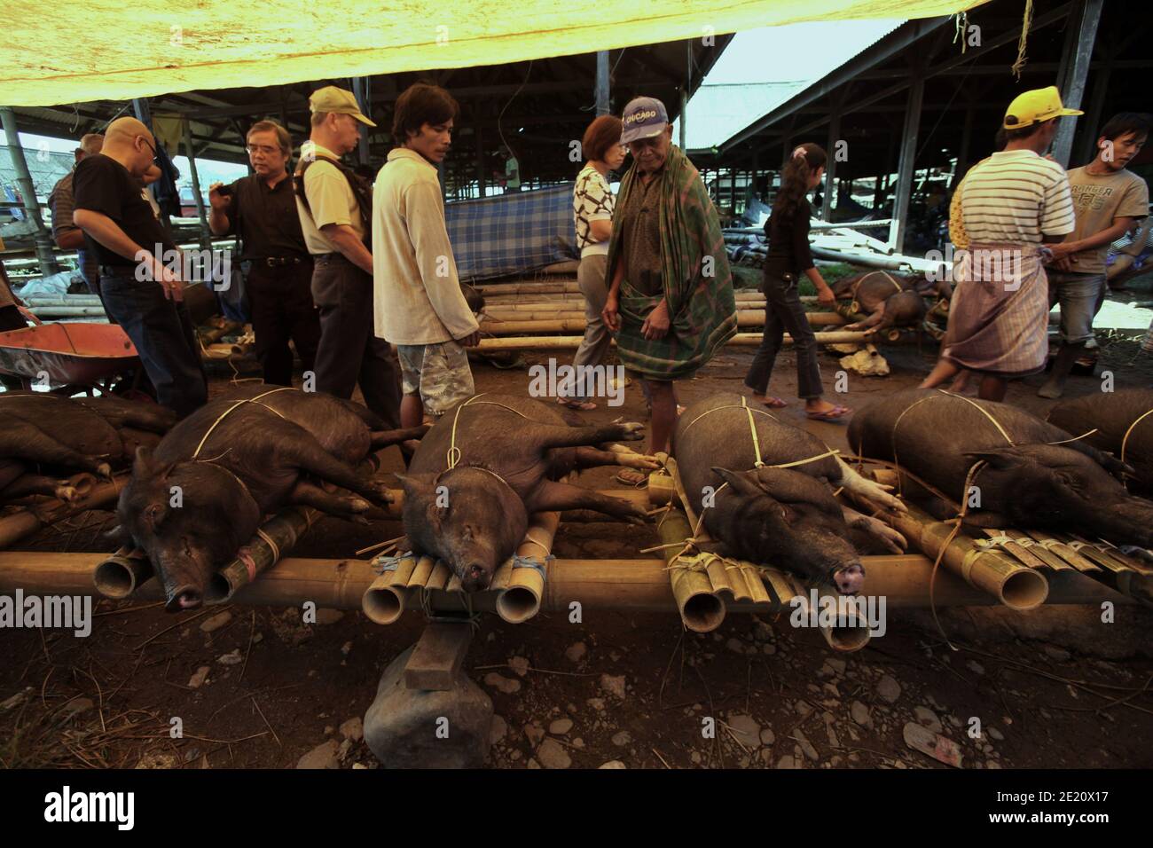 I suini sono esposti da un venditore in un mercato di bestiame tradizionale a Rantepao, Toraja del Nord, Sulawesi del Sud, Indonesia. Foto Stock