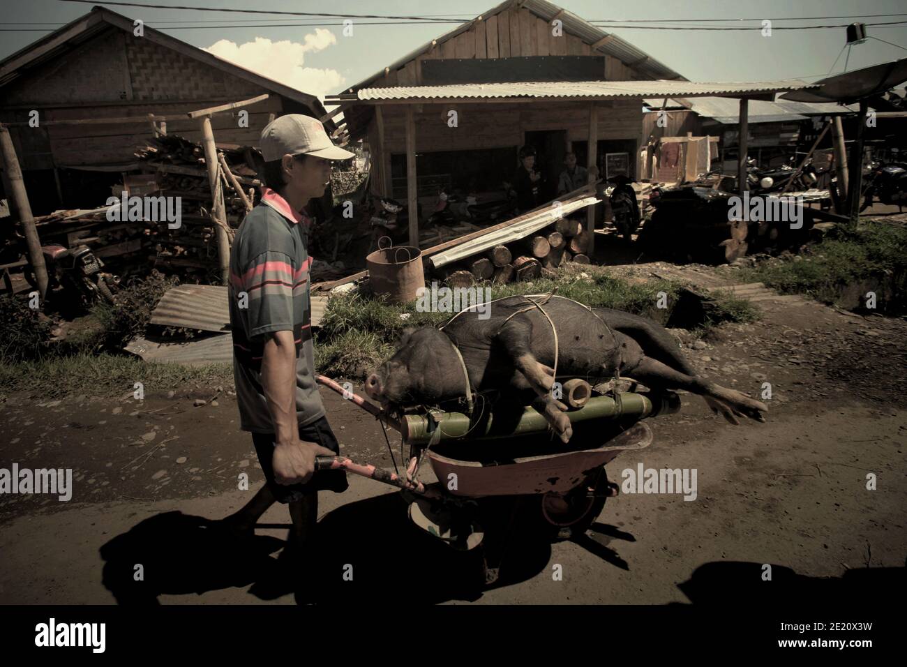 Un lavoratore che trasporta un maiale nel mercato tradizionale della carne a Rantepao, Toraja del Nord, Sulawesi del Sud, Indonesia. Foto Stock