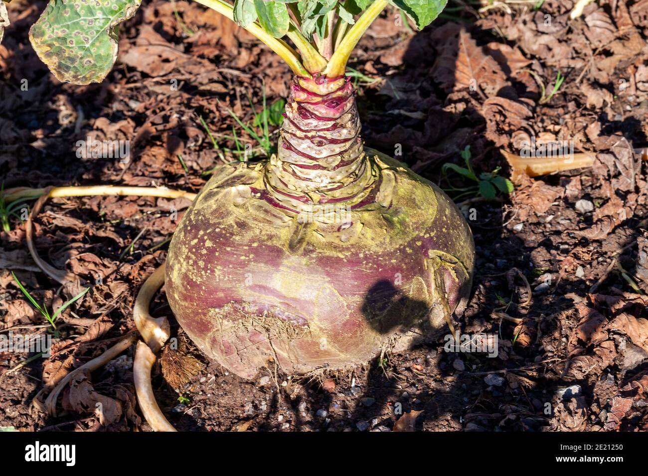 Brassica napus Twede Tweed (rapa) una pianta di coltura vegetale autunnale i cui semi sono piantati in primavera e ha benefici per la salute a causa della sua nutrizione e. Foto Stock