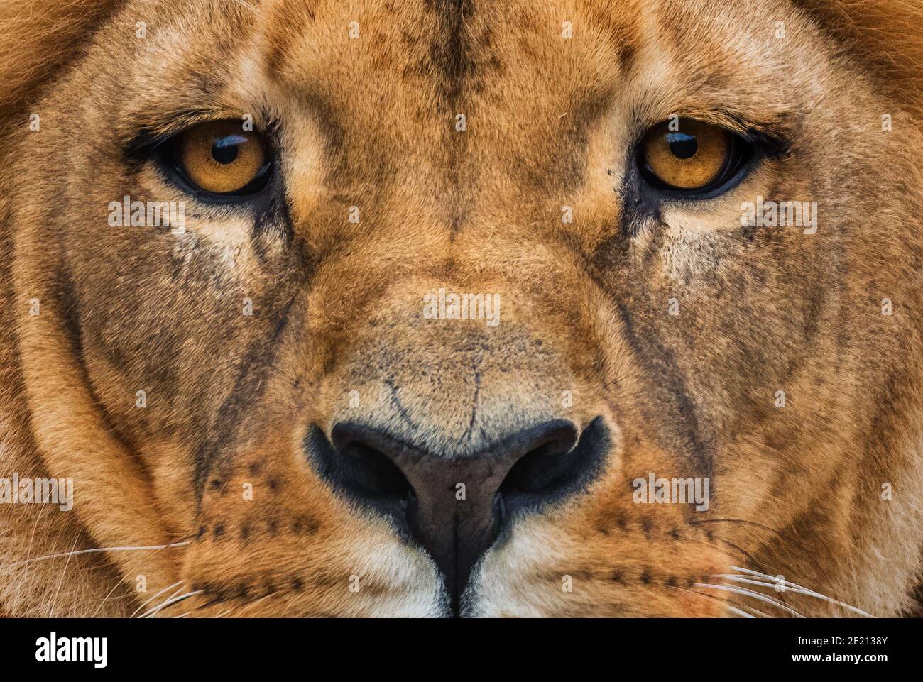 Leone di Katanga - Panthera leo bleyenberghi, animale iconico delle savane africane, Kalahari, Botswana. Foto Stock