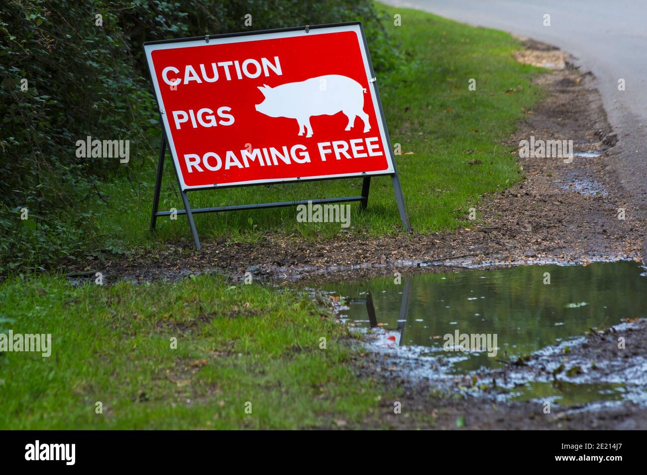 Attenzione i maiali che vagano liberamente segno durante la stagione della pannage New Forest, Hampshire, Inghilterra UK nel mese di settembre Foto Stock