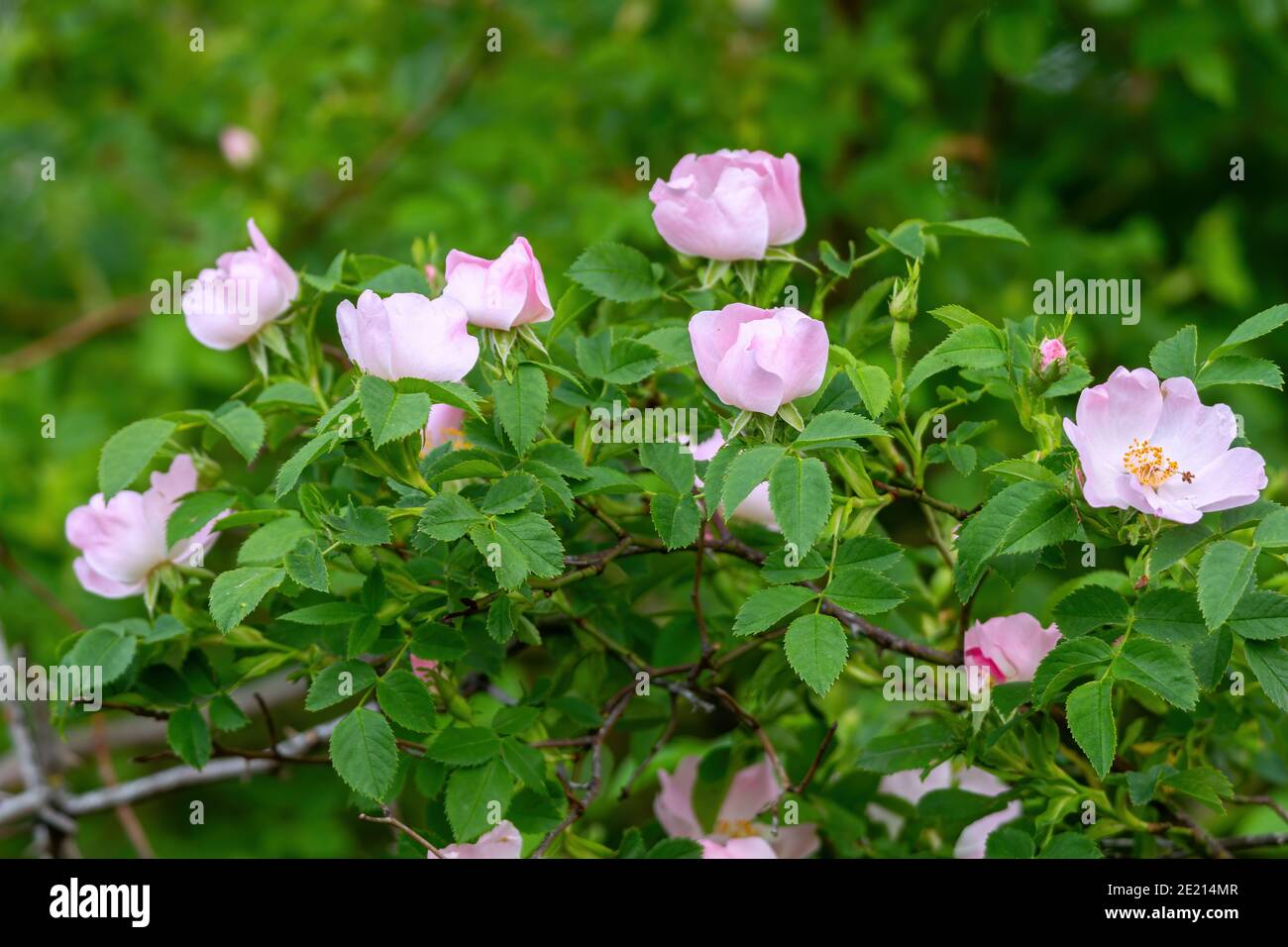 Primo piano immagine della fioritura del cespuglio di rose selvatiche (Rosa canina) Foto Stock