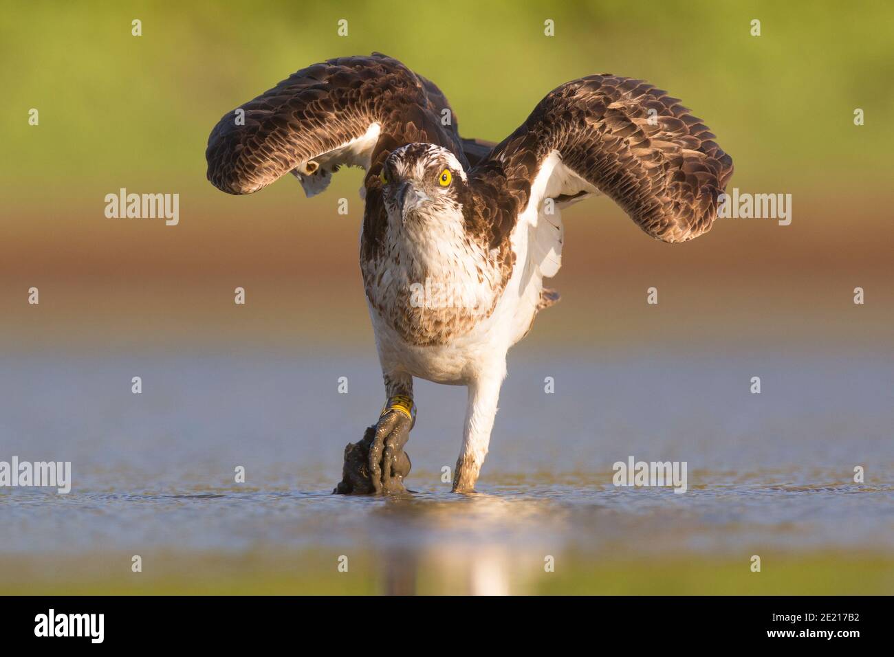 Osprey (Pandion haliaetus) a caccia di pesci in uno stagno d'acqua. Questo uccello di preda che mangia pesce si trova in tutti i continenti tranne l'Antartide. La sua dieta contro Foto Stock