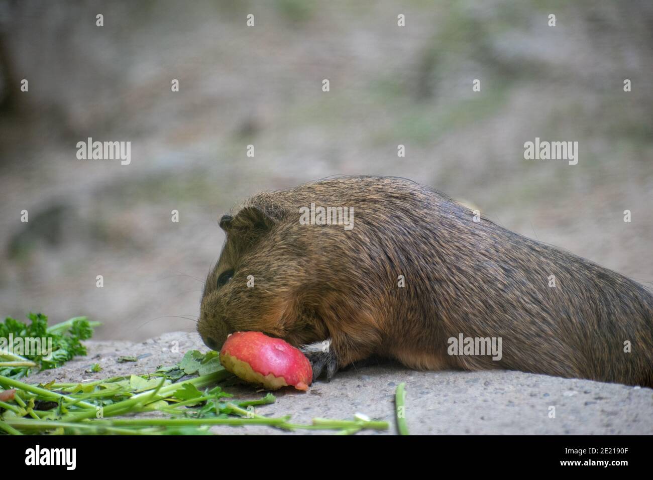 Focalizzazione selettiva di un capybara mangiare nella fauna selvatica Schwarze Berge a Rosengarten Foto Stock