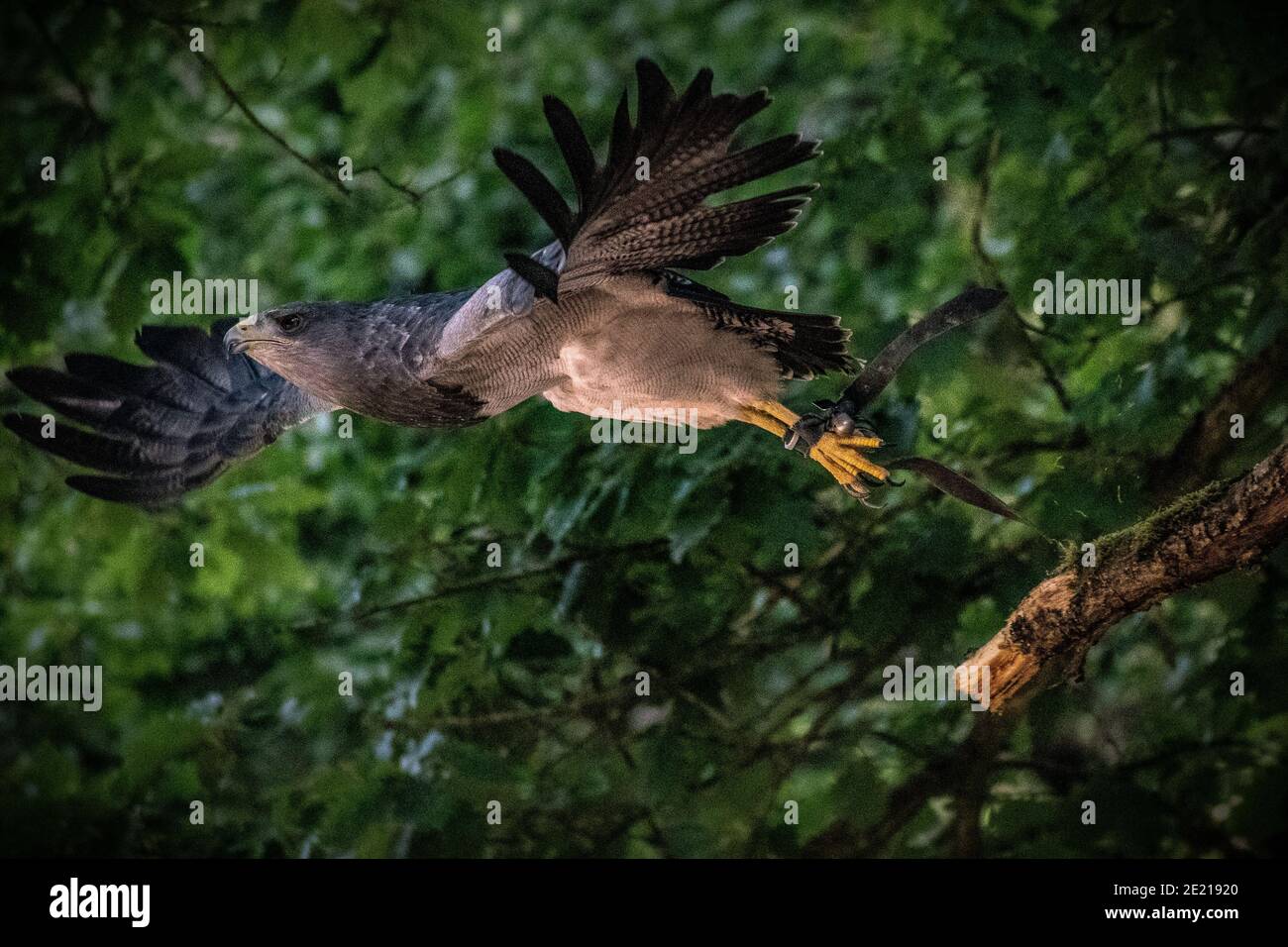 Primo piano di messa a fuoco selettiva del falco di Cooper nel Wildpark Schwarze Berge a Rosengarten Foto Stock