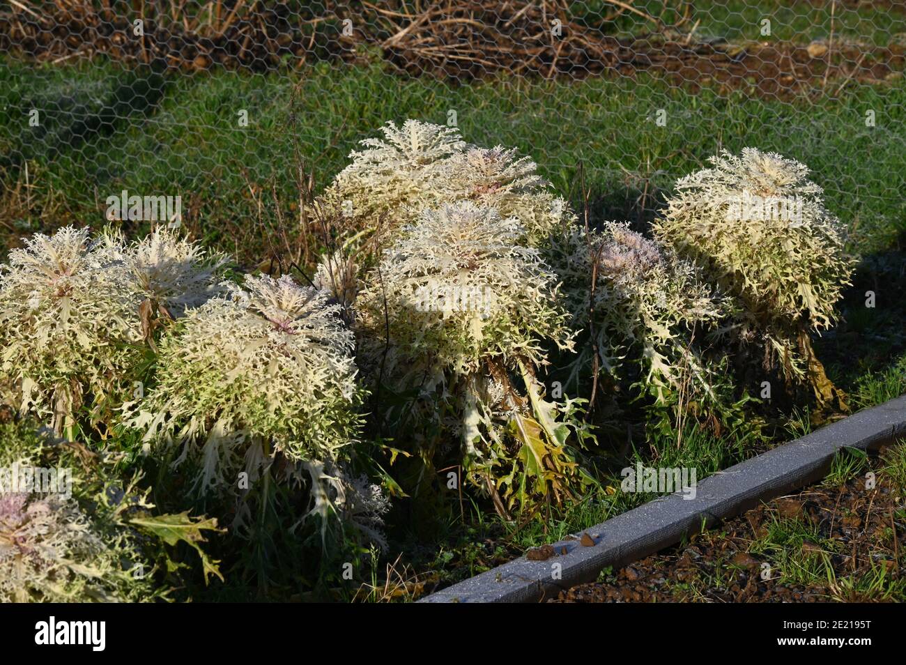 Il kale bianco di pavone che cresce sull'assegnazione Foto Stock