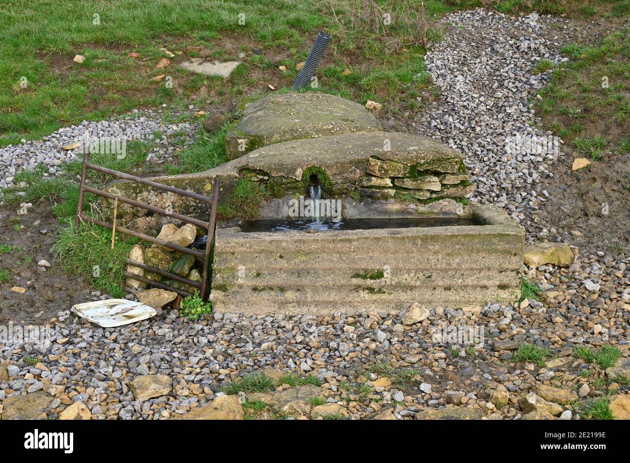 Molla che emerge da terra su un sentiero vicino a. Warwickshire villaggio di Long Compton Foto Stock