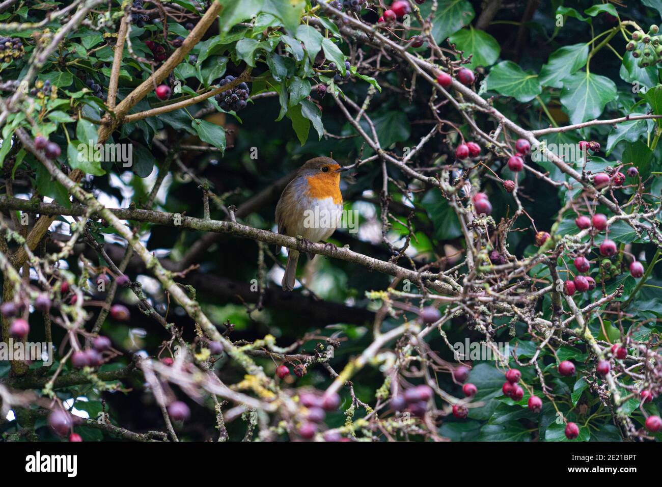 British Robin in hedgerow con Spring Berries in Foreground ] Foto Stock