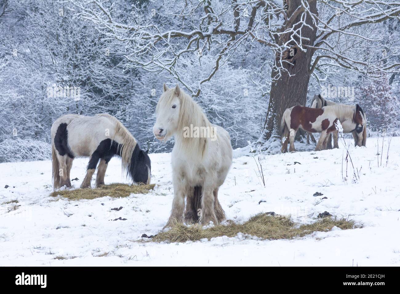 Cavalli che mangiano fieno nella neve. Foto Stock